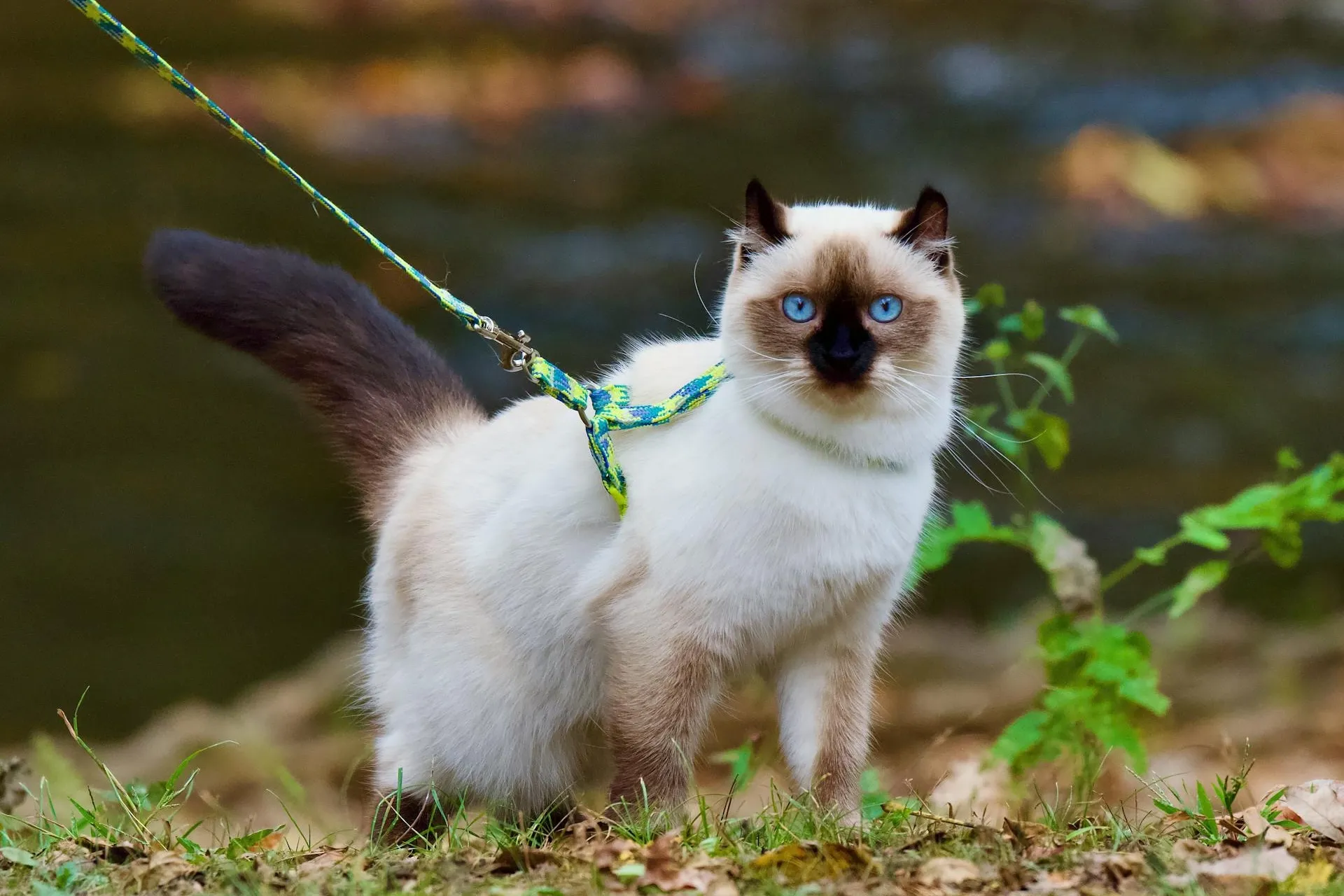 petchef_cats_ragdoll_5