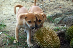 Can dogs eat durian?