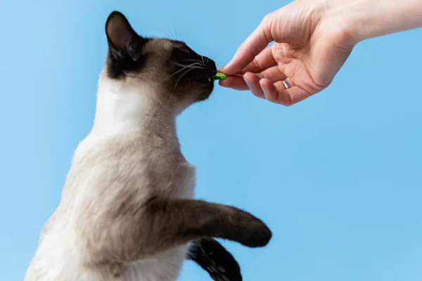 Can cats eat cucumber?