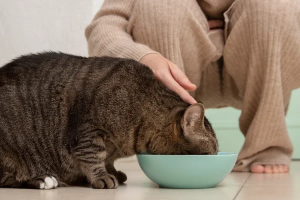 Can my cat eat yogurt?