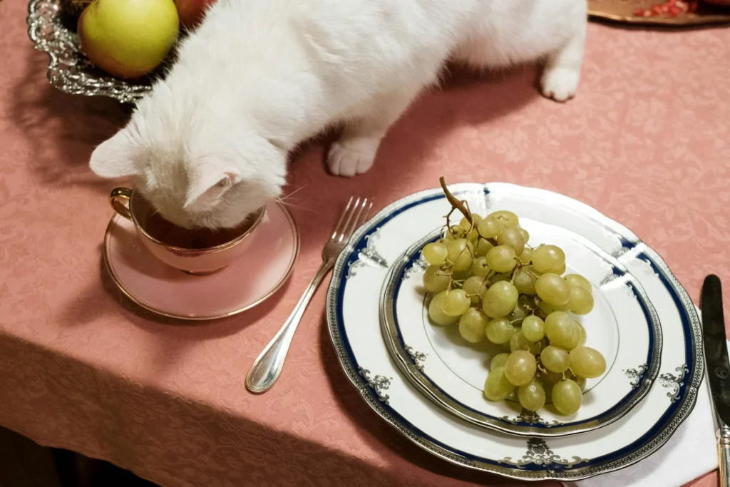 Can cats eat grapes?