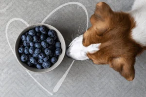 Ask Petchef: can dogs eat blueberries?