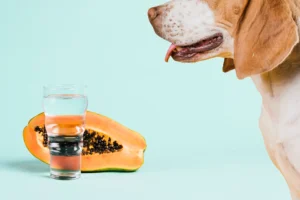 Can dogs eat papaya?