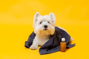 Safe and unsafe human creams to use on dogs at home