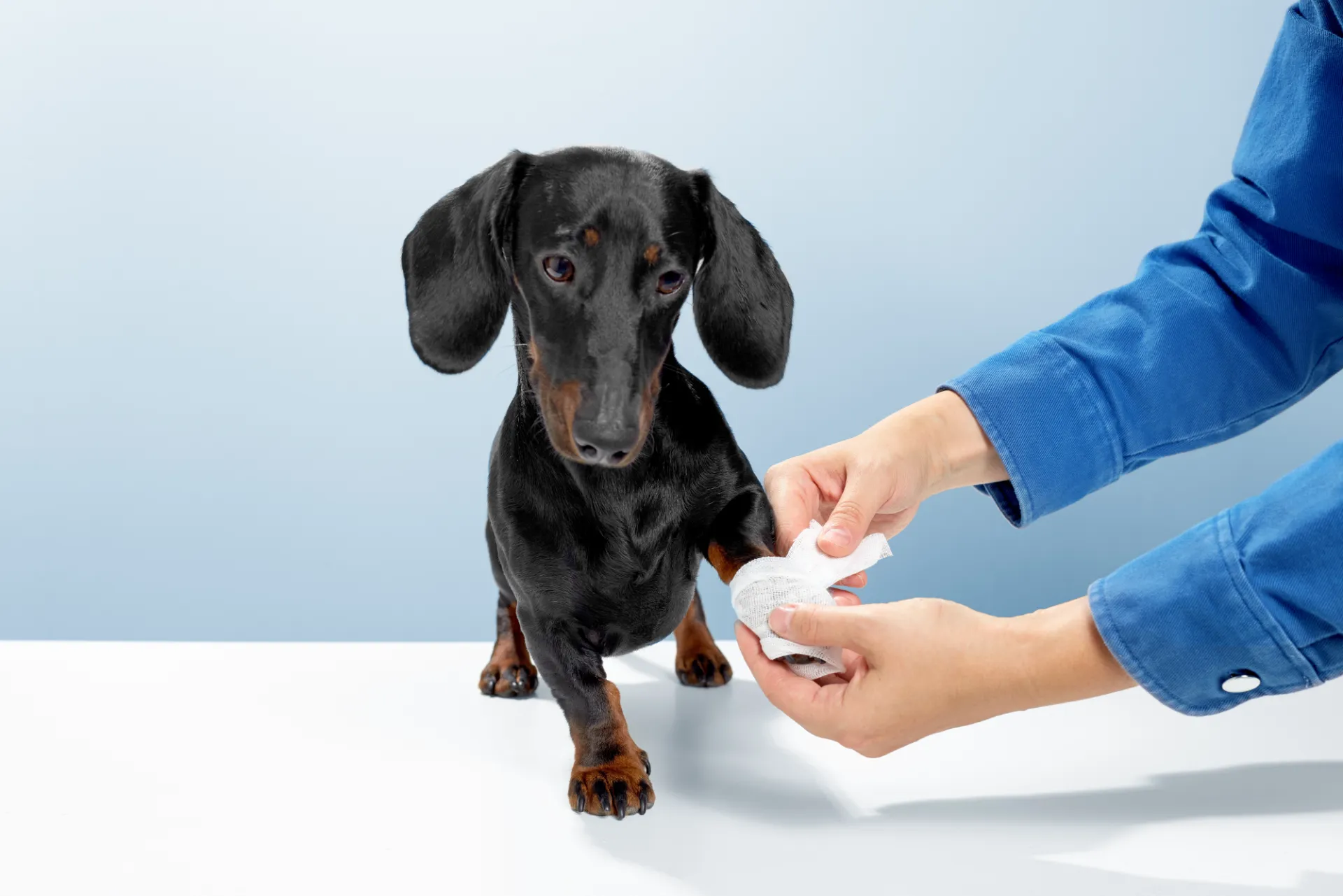 Image showcasing 13 human topical creams on dogs, safe or unsafe - Petchef - Healthy pet ...