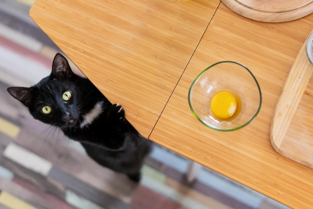 Can cats eat raw eggs?