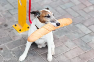 Can dogs eat bread?