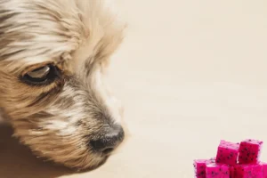 Petchef answers: can dogs eat dragon fruit?