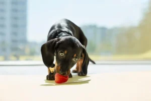 Can dogs eat tomato?