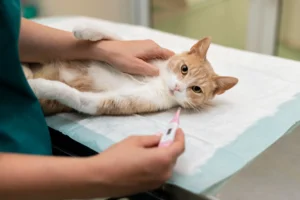 Human topical creams safe for cats