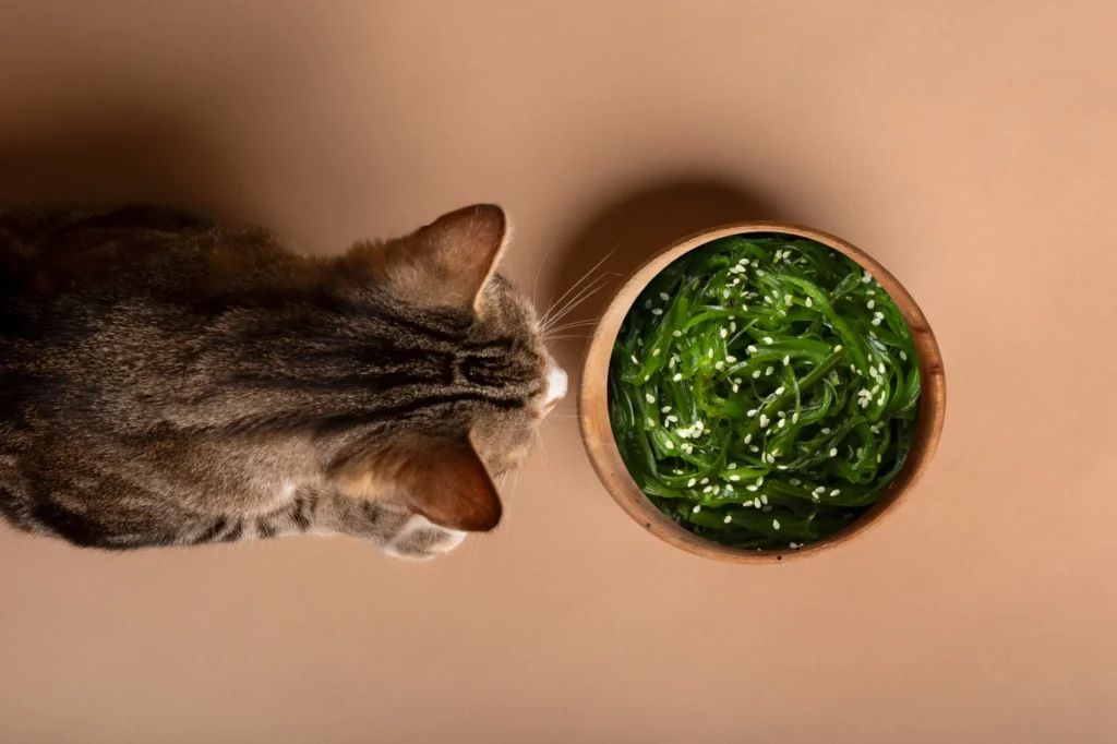 Can cats eat seaweed?